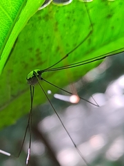 Sclerosomatidae