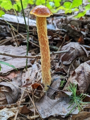 Aureoboletus betula