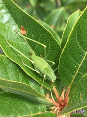 Platylyra californica
