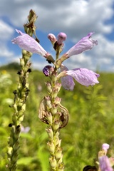 Physostegia angustifolia