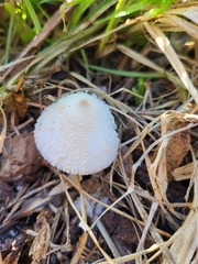 Leucocoprinus cepistipes