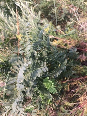 Vicia nervata