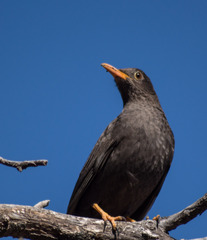 Turdus chiguanco