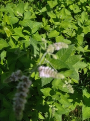 Mentha spicata
