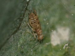 Ectopsocus