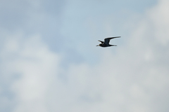 Onychoprion fuscatus