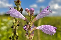 Physostegia angustifolia