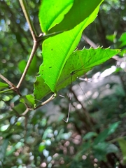Sclerosomatidae