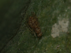 Ectopsocus