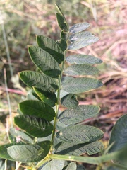Vicia nervata