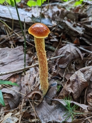 Aureoboletus betula