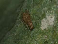 Ectopsocus