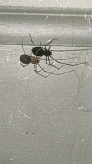 Steatoda grossa