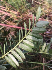 Vicia nervata