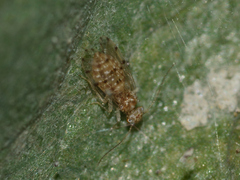 Ectopsocus