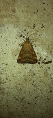Pyrausta despicata