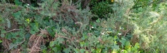 Ulex europaeus