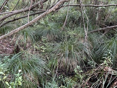 Carex stricta