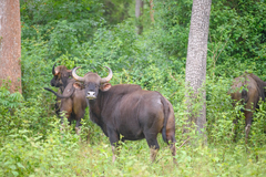 Bos gaurus