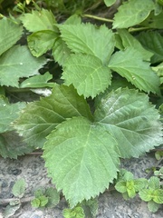 Rubus flagellaris