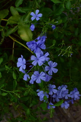 Plumbago auriculata