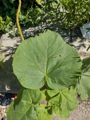 Paulownia tomentosa
