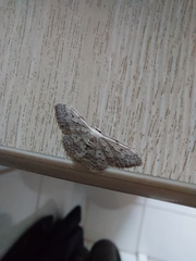 Idaea seriata
