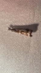 Microcrambus elegans