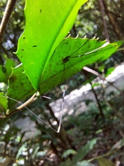 Sclerosomatidae