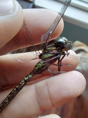 Aeshna canadensis