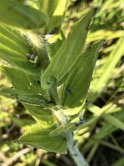 Lithospermum bejariense