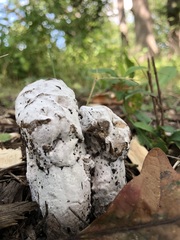 Hypomyces hyalinus