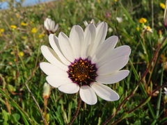 Dimorphotheca pluvialis