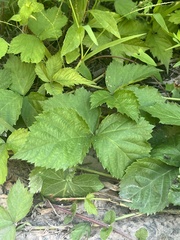 Rubus flagellaris