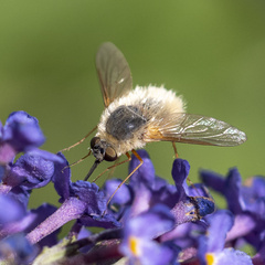 Bombyliini