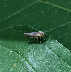 Omolicna