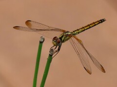 Trithemis aurora