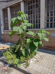 Paulownia tomentosa