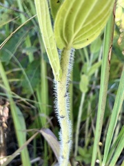 Lithospermum bejariense