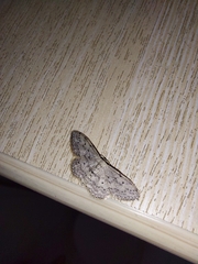 Idaea seriata
