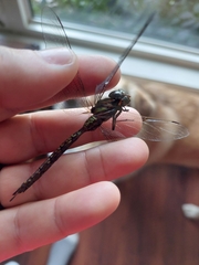 Aeshna canadensis