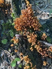 Xeromphalina