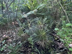 Carex stricta