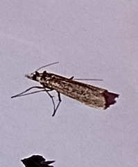 Agriphila geniculea