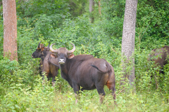 Bos gaurus