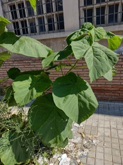 Paulownia tomentosa