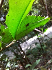 Sclerosomatidae