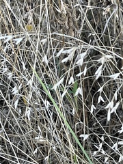 Bromus