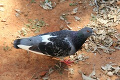 Columba livia domestica