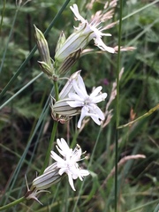 Silene jeniseensis